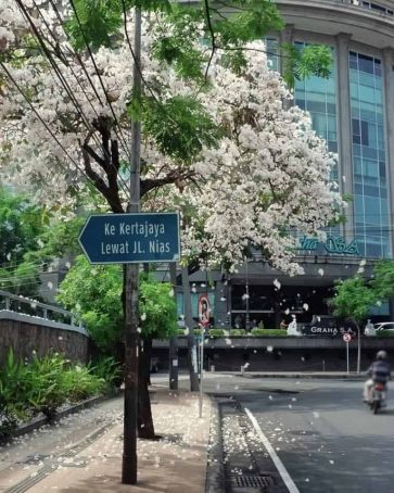Bunga Sakura ala Surabaya, 7 Tempat Wisata ini Cocok Menamanimu Liburan Akhir Tahun 2018