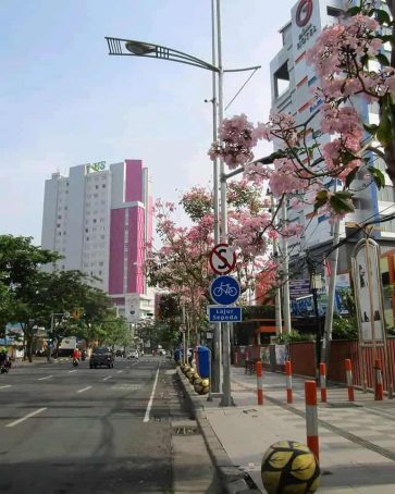 Bunga Sakura ala Surabaya, 7 Tempat Wisata ini Cocok Menamanimu Liburan Akhir Tahun 2018 portal raja